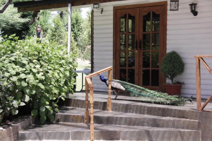 Cabaña Familiar con Jacuzzi Pétalos VillarricaTranquilidad a Minutos del Lago - Casa de 3 dormitorios - 32
