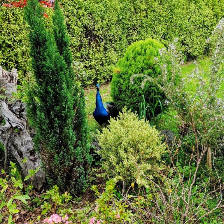 Cabaña Familiar con Jacuzzi Pétalos VillarricaTranquilidad a Minutos del Lago - Casa de 3 dormitorios - 43