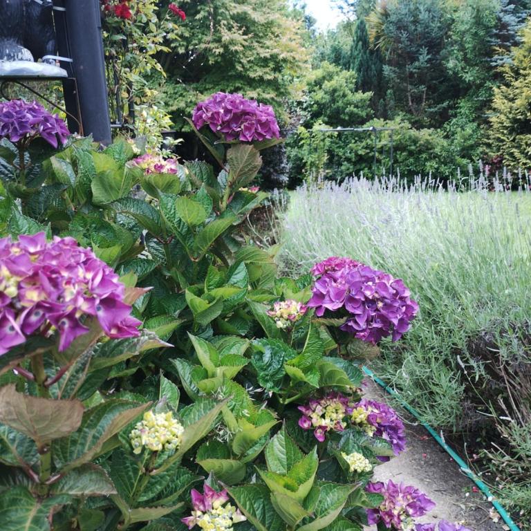 Cabaña Petalos Villarrica bungalows 3 personas - Casa con 1 dormitorio - 5