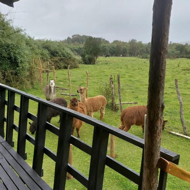 Chiloe Profundo - Two-Bedroom House - 3