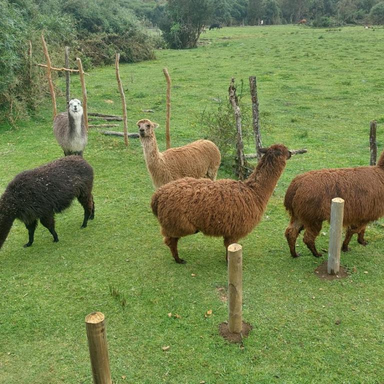 Chiloe Profundo - Two-Bedroom House - 5
