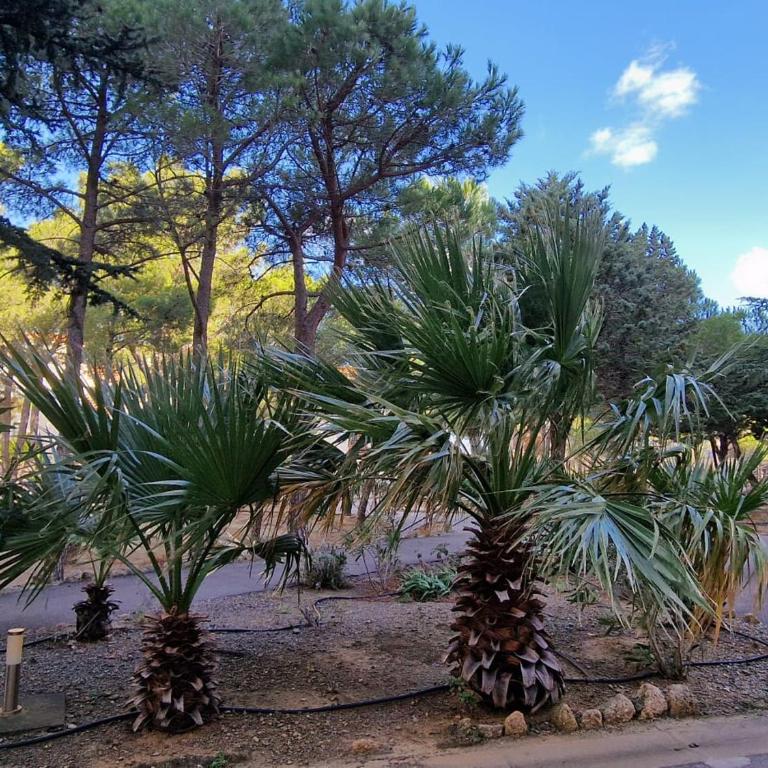 Banyuls: T3 avec Terrasse, Parking, 6 Pers. - FR-1-309-295 - Apartment mit 2 Schlafzimmern - 12