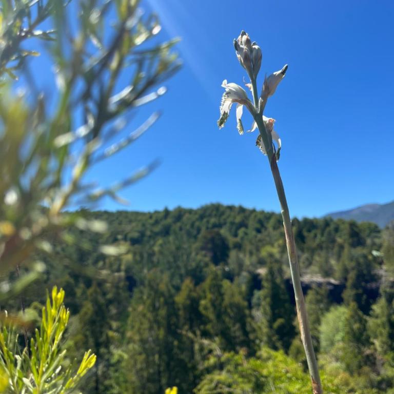 Domo Conguillio, Salto Truful Truful - Chalet de 1 dormitorio - 15