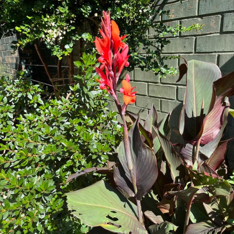 Cabaña Nueva residencial - Apartamento de 1 dormitorio - 3