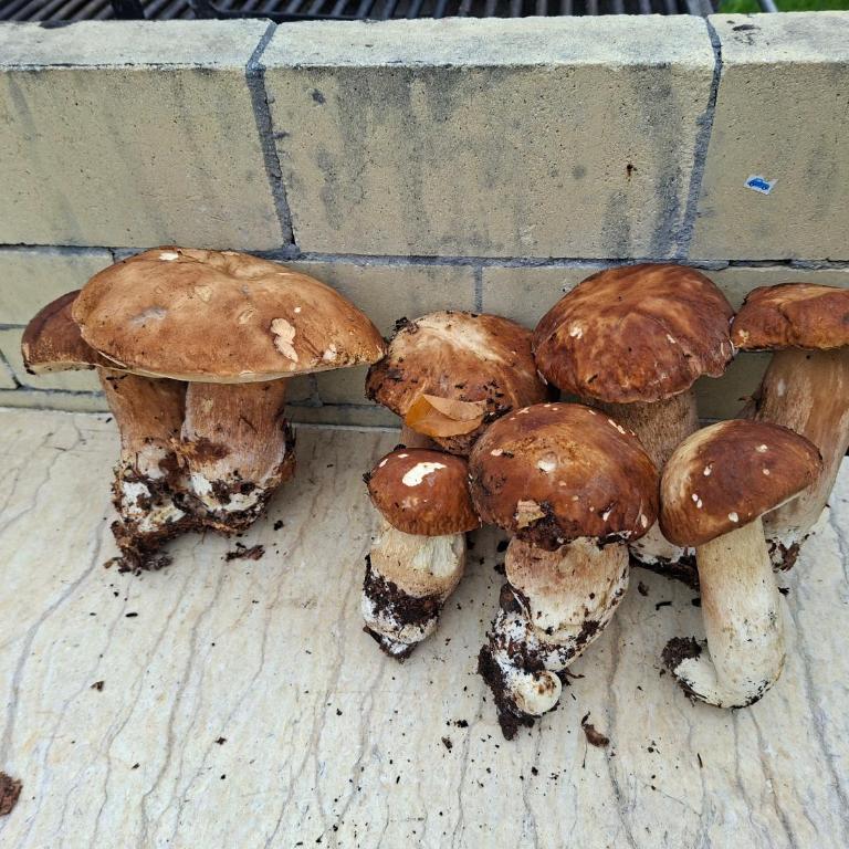 Vila Verusa 2 - Two-Bedroom House - 34