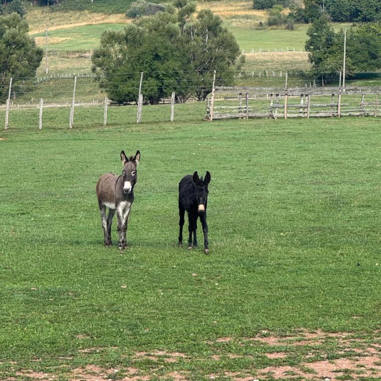 Rijeka - One-Bedroom Apartment - 2