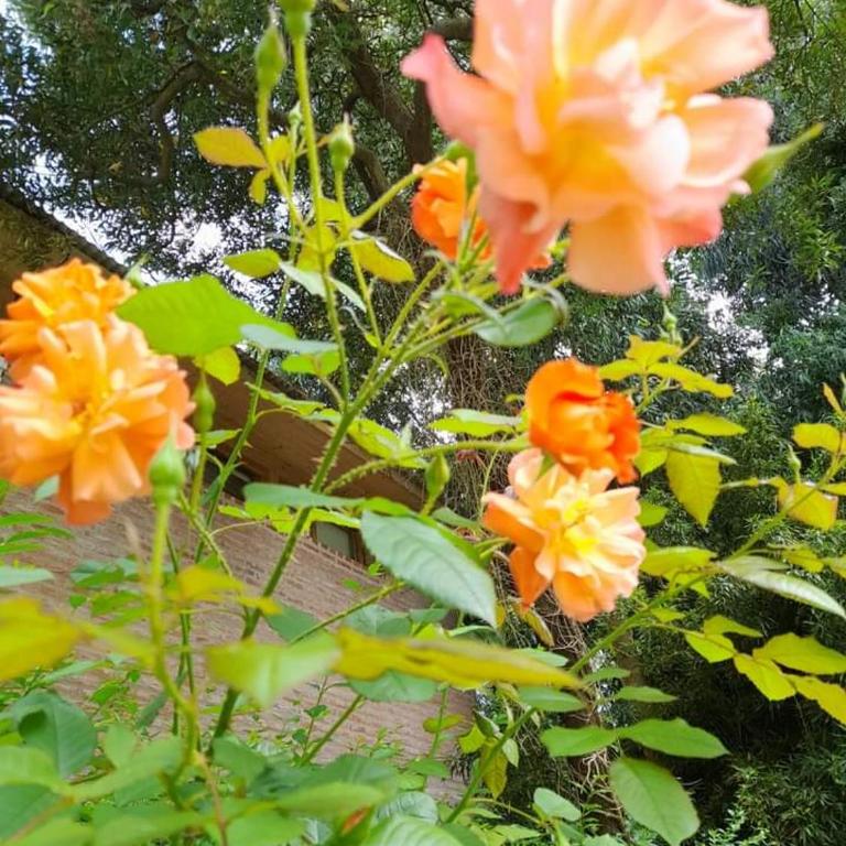 Casa con pileta Bosque Peralta Ramos - Casa de 3 dormitorios - 12