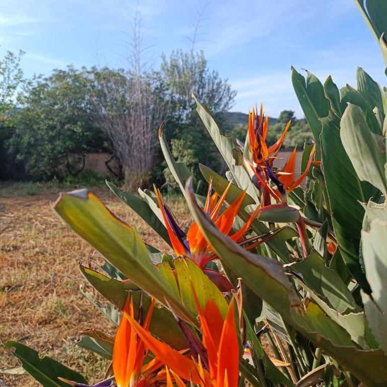 Casa Bougainvillea - Villa - 14