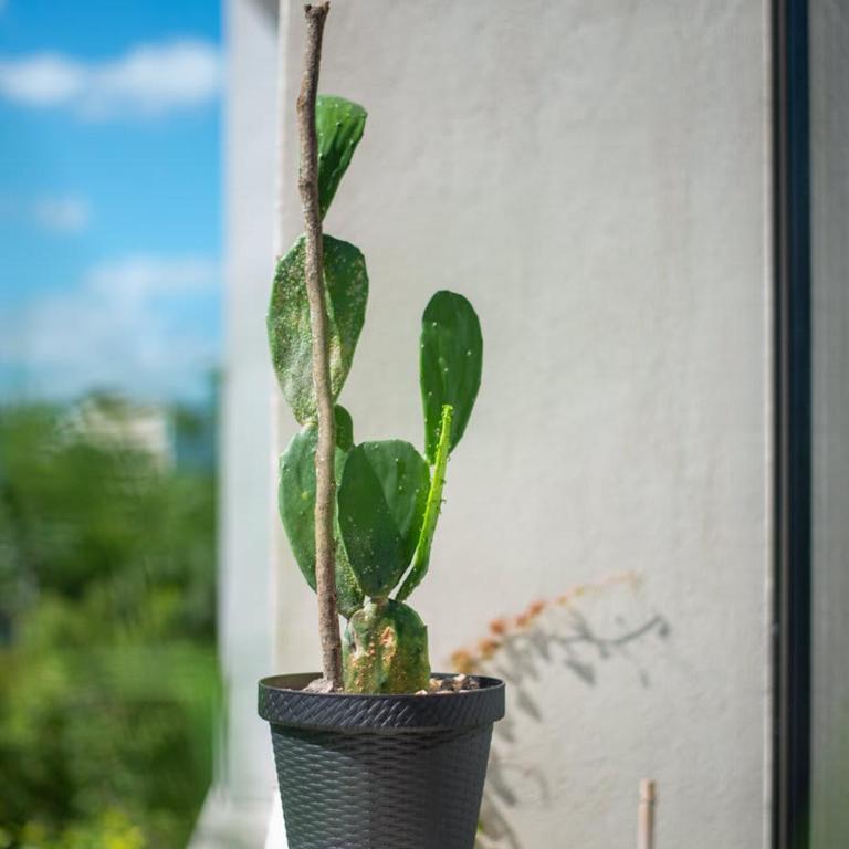 A Sweet Jungle Suite in Aldea Zama - Studio - 25