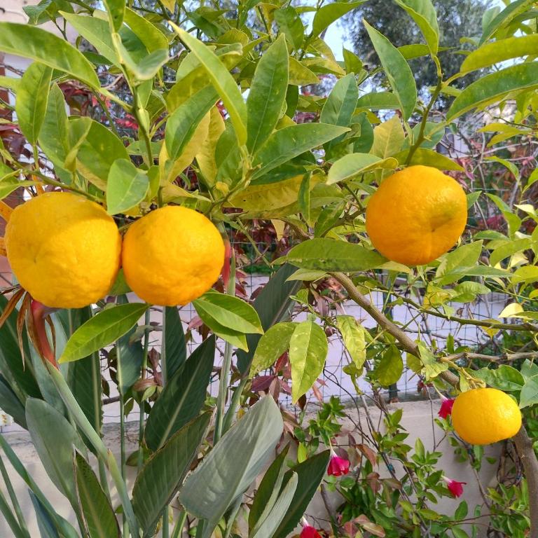 ACQUAMARINA con meraviglioso giardino - Casa con 2 Camere da Letto - 11
