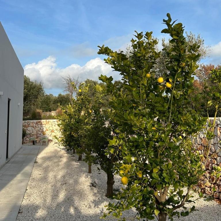 DREAM HOUSE Pouilles - Villa - 7
