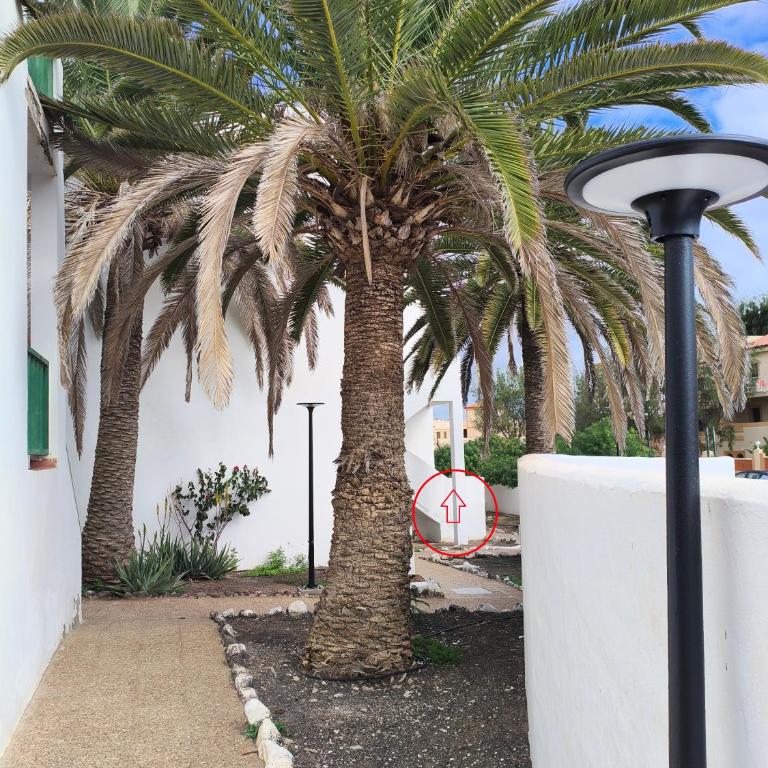 Casa Palmera - Apartamento de 1 dormitorio - 11