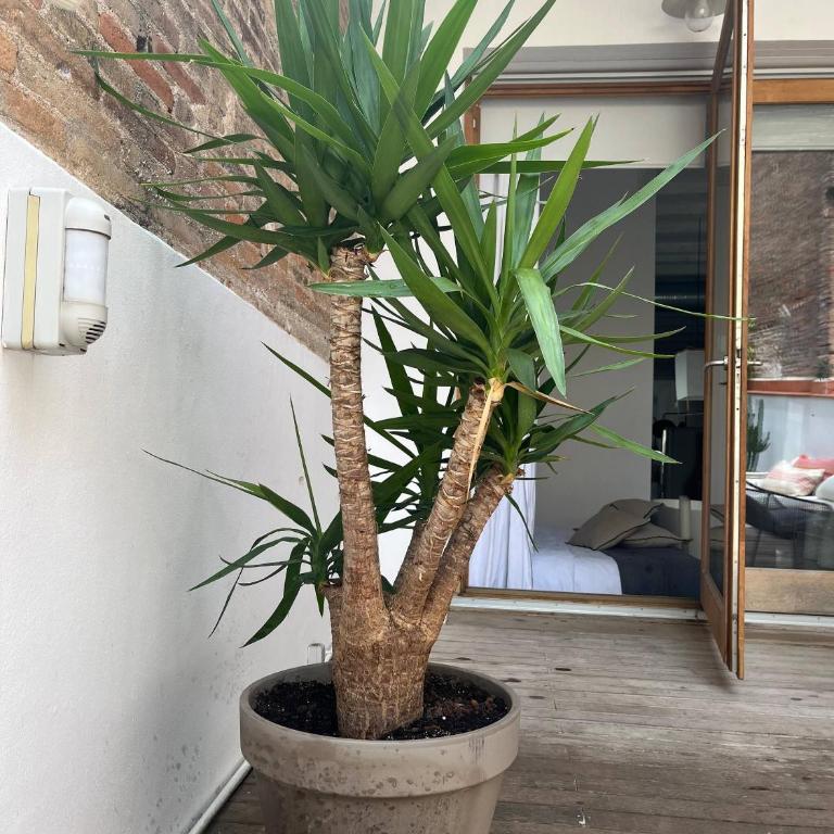 Born penthouse loft 1 - Apartment - 25
