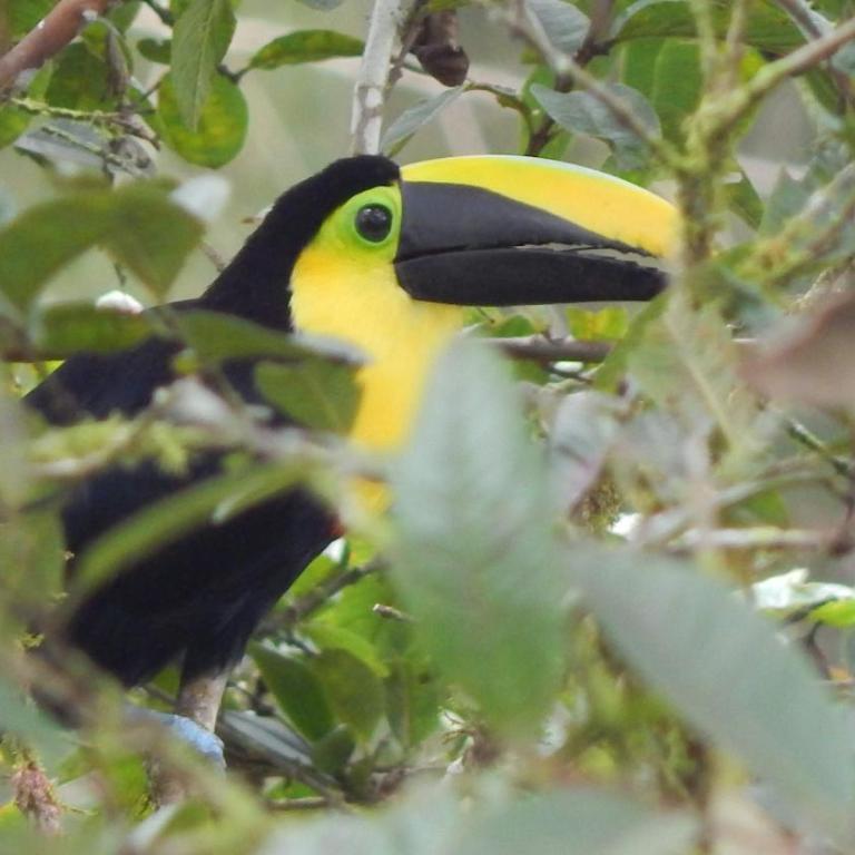 Mindo Suites - Rufous - One-Bedroom Apartment - 22