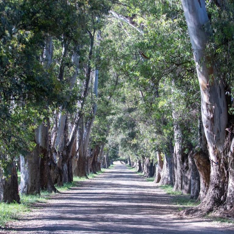 RentUp - Diseño exclusivo espacios unicos Tessalia Casa Polo - Casa - 3