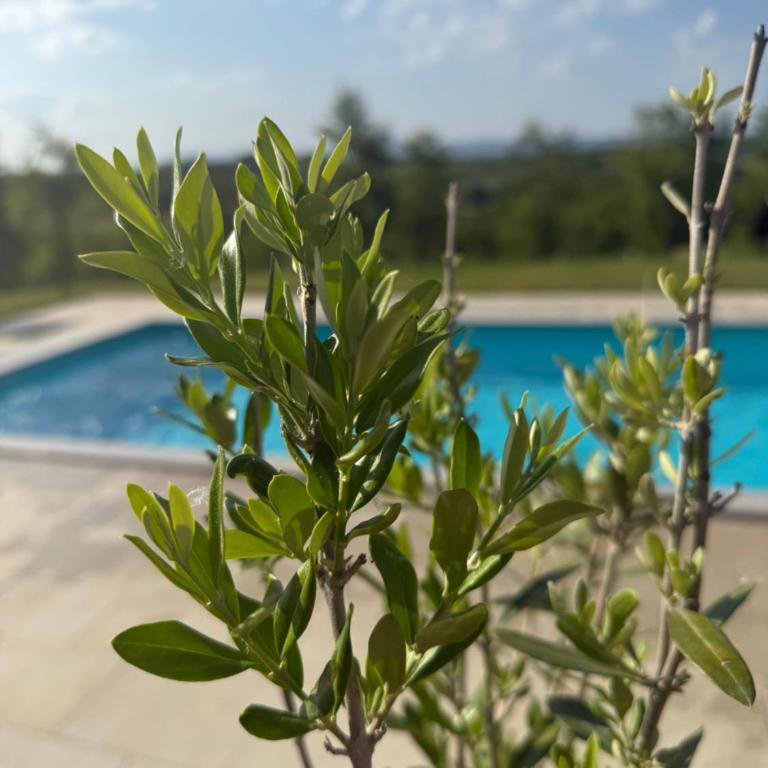 Casa Elena - Kuća sa 2 Spavaće Sobe - 21
