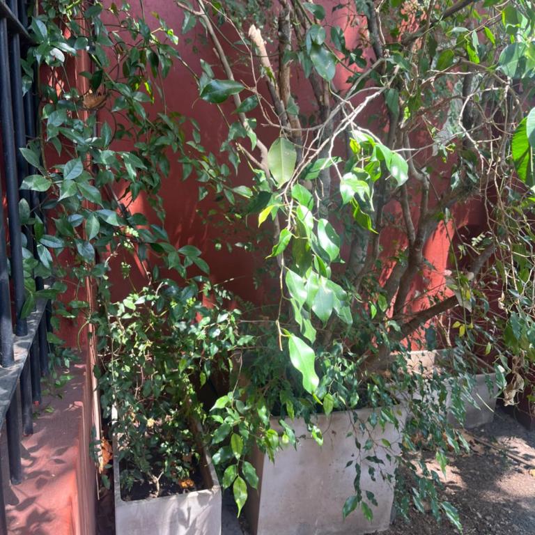 Hermosa casita con jardín Goldas Haus - Apartamento con vistas al jardín - 6