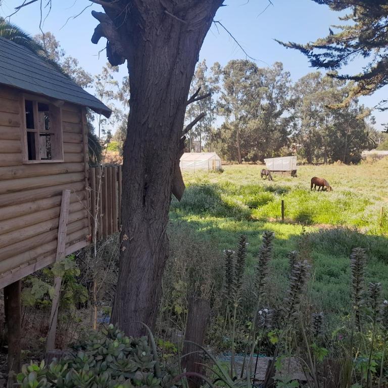 Casa en laguna Pichilemu - Three-Bedroom House - 11