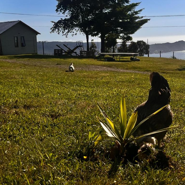 Cabaña arriendo Salome - One-Bedroom Chalet - 2