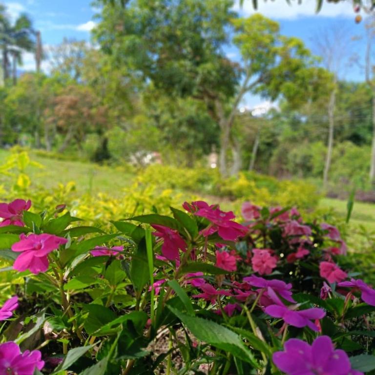 Casa Campestre con pisicina climatizada, Fusagasugá - Casa de 5 dormitorios - 39