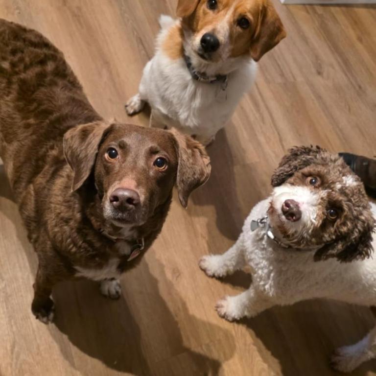 Allgäu- Ferienwohnung mit Hund - Apartment - 11
