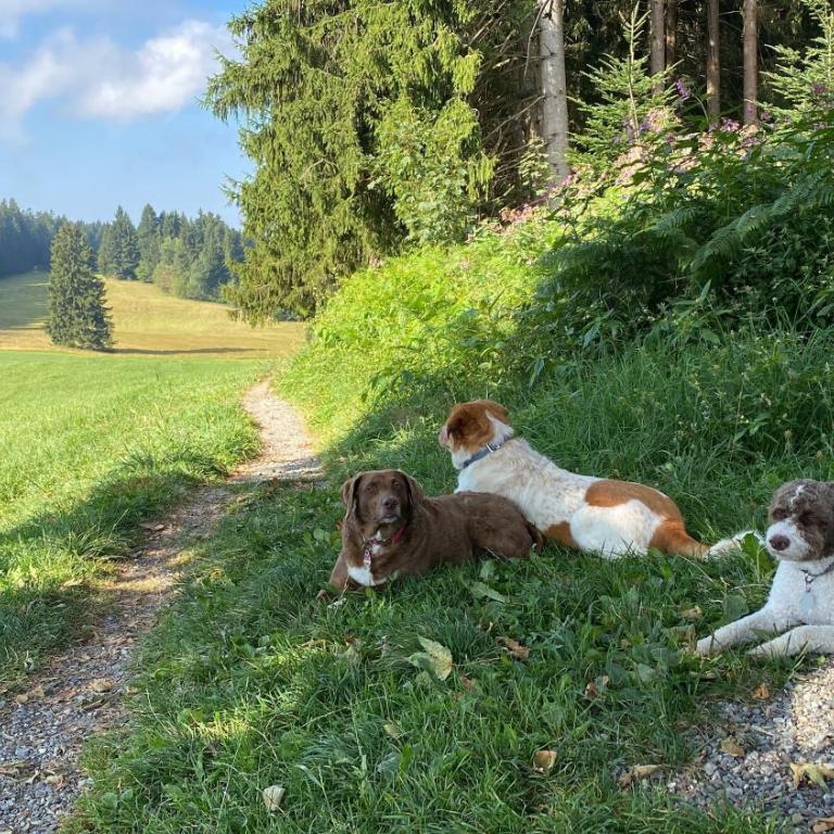 Allgäu- Ferienwohnung mit Hund - Apartment - 24