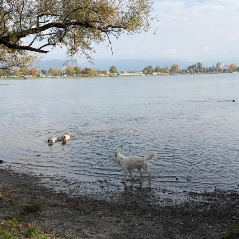 Allgäu- Ferienwohnung mit Hund - Apartment - 25