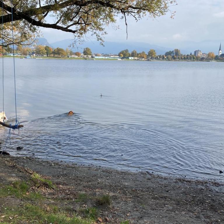 Allgäu- Ferienwohnung mit Hund - Apartment - 27