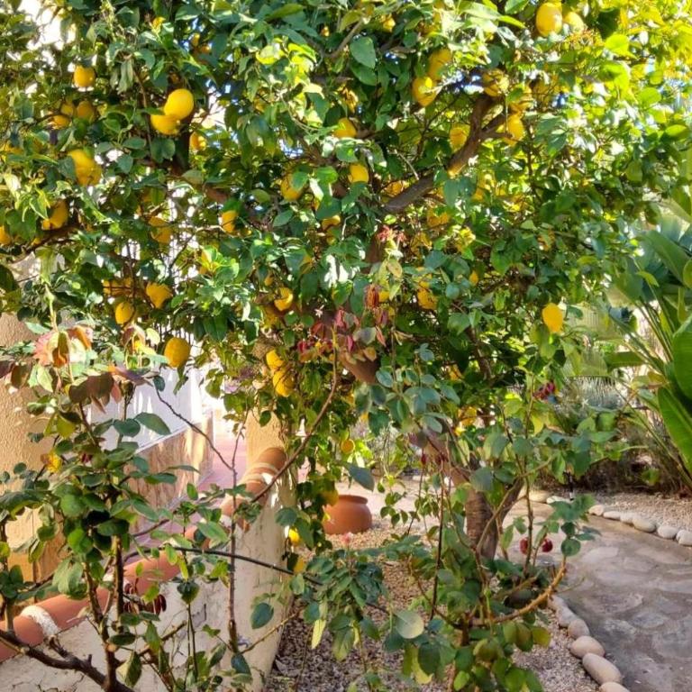 Casa Carolina Oasis with Heated Pool - Villa - 24