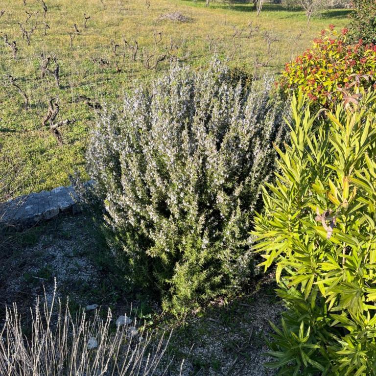 Villa Giulia - Villa con 3 Camere da Letto - 25