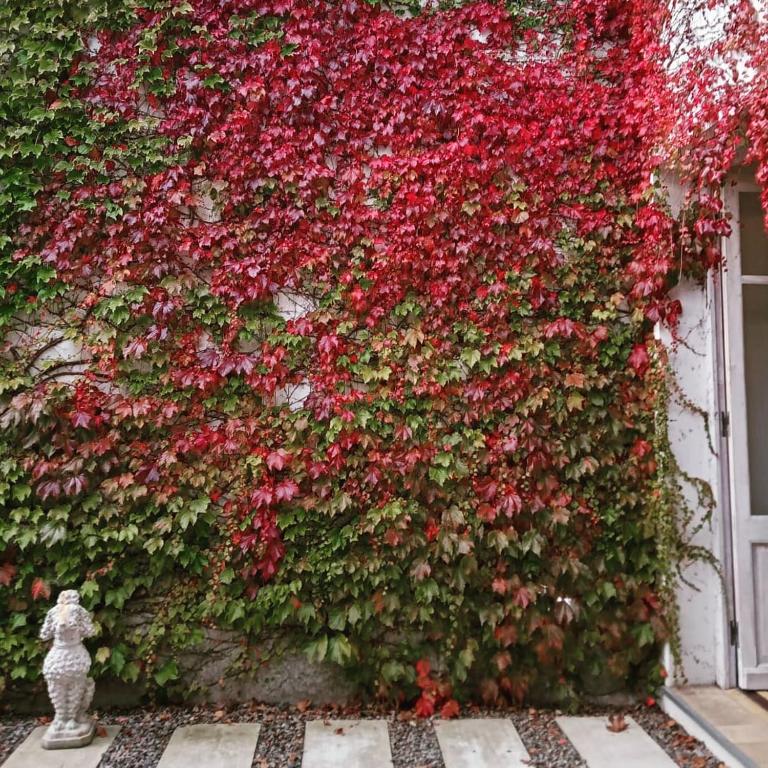In the historic district and 10 min terminals - One-Bedroom Apartment - 11