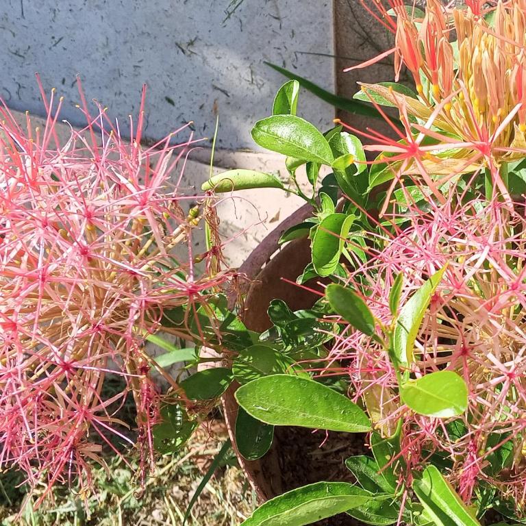 La Marita - One-Bedroom Apartment - 30