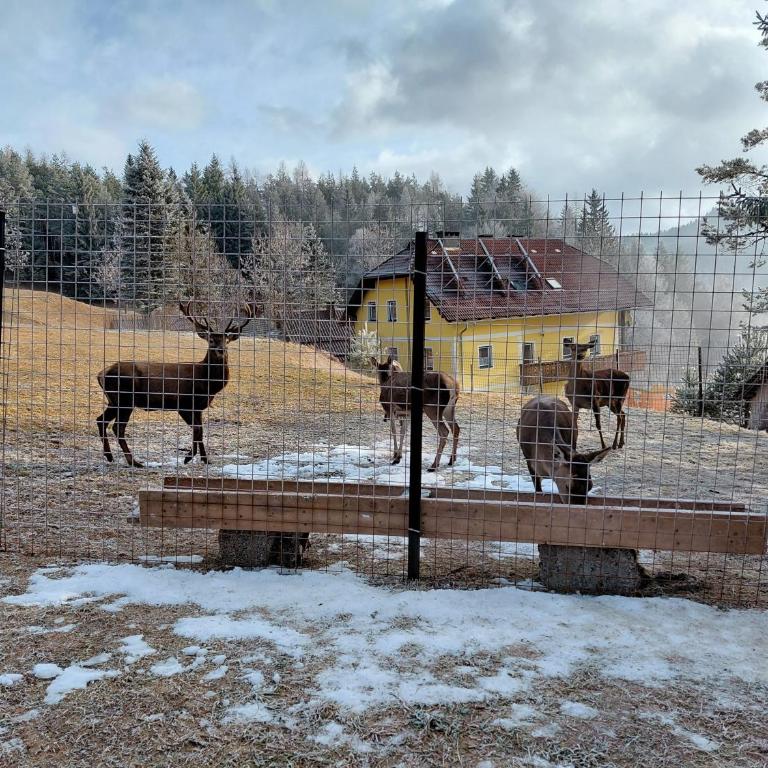 Bauernchalet Orainza - Apartment mit 1 Schlafzimmer - 2