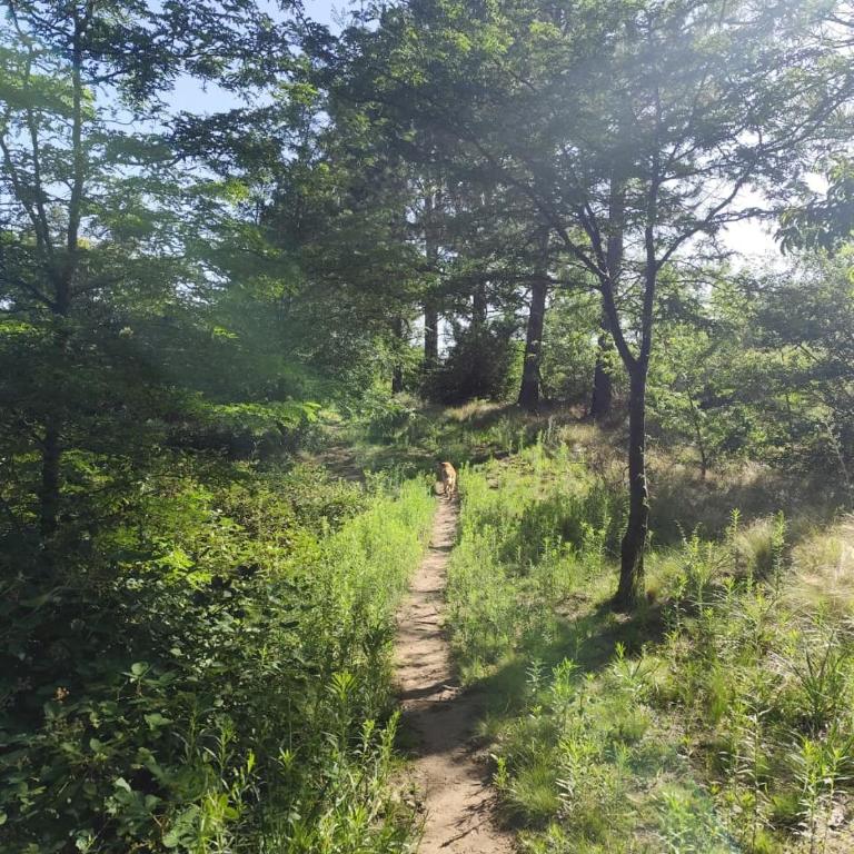 Los Grillos Cabañas Serranas - Casa con 1 dormitorio - 10