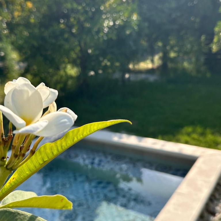 AgriBarocco - Suite con Piscina Privata - 14