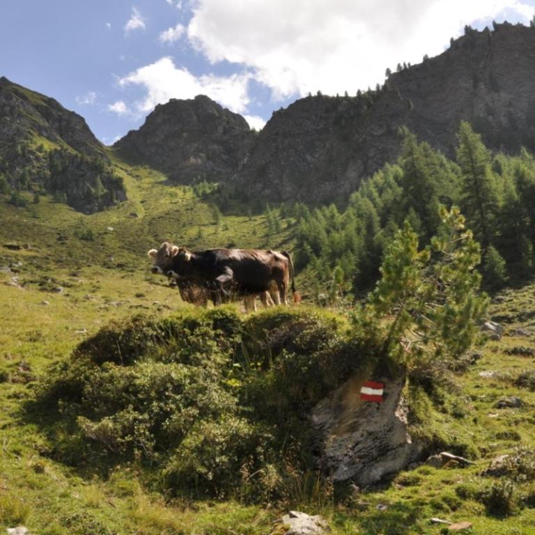 Wallnerhütte I Almblick - Chalet mit 2 Schlafzimmern - 39