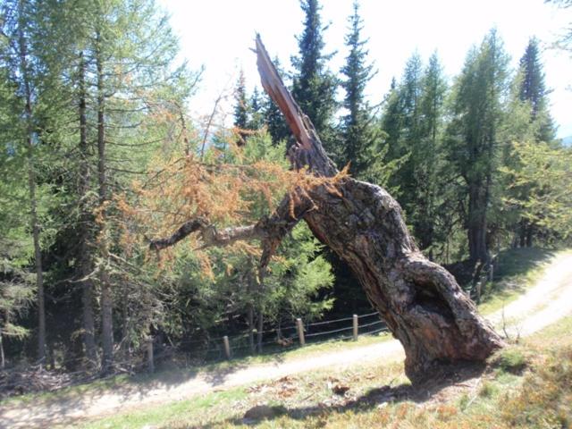 Wallnerhütte I Almblick - Chalet mit 2 Schlafzimmern - 44