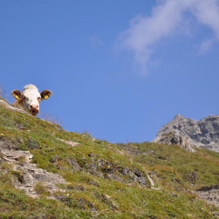 Wallnerhütte II Makernigblick - Haus mit 2 Schlafzimmern - 55
