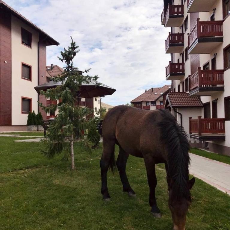 Apartman JaSmina Zlatibor - Apartman sa 1 Spavaćom Sobom - 32