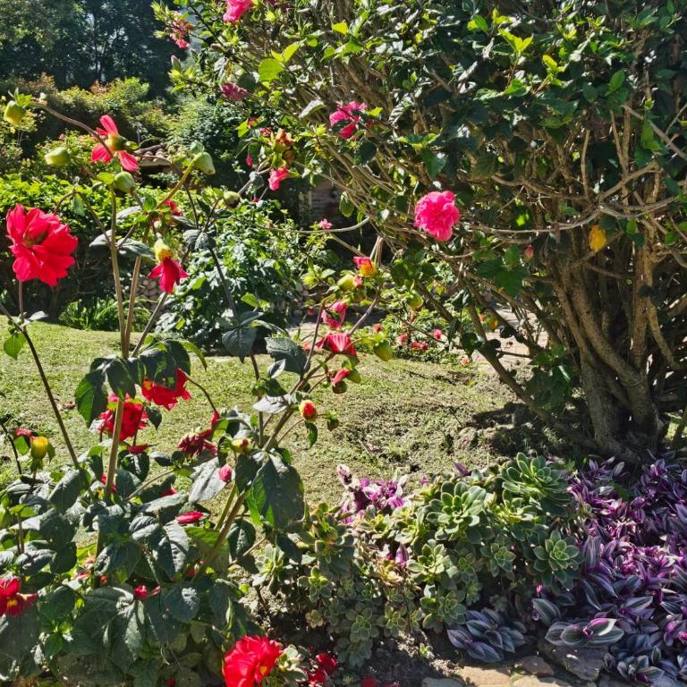 La Primavera, casas campestres para familias, paisajes, tranquilidad, cerca al pueblo - Casa Margarita - 14