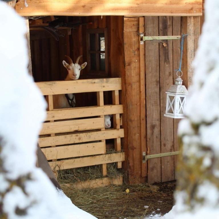 Heidi Hütte - Ferienhaus - 7