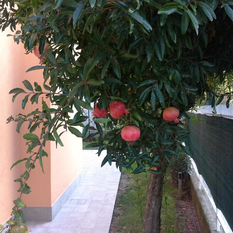Villa Al Sole - Casa con 3 Camere da Letto - 44