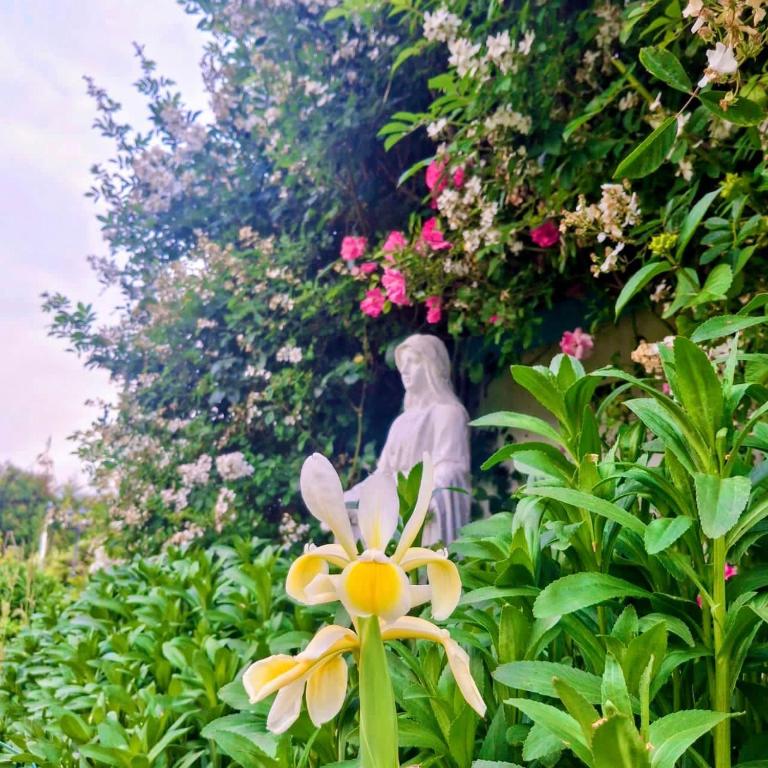 Arriendo de Cabañas con Piscina y Entorno Natural, Villarrica - Casa - 12