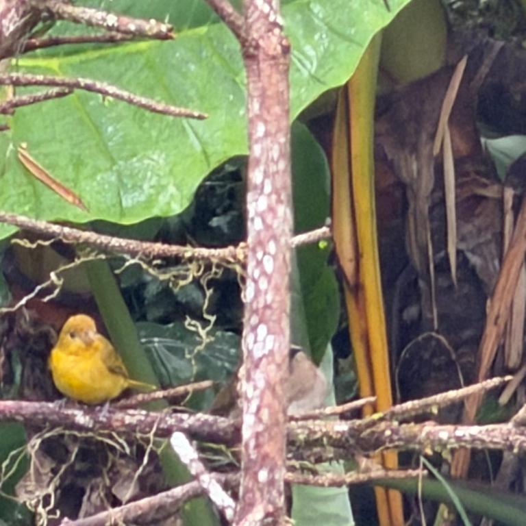 ecopolis hospedaje birding - Habitación Doble - 41