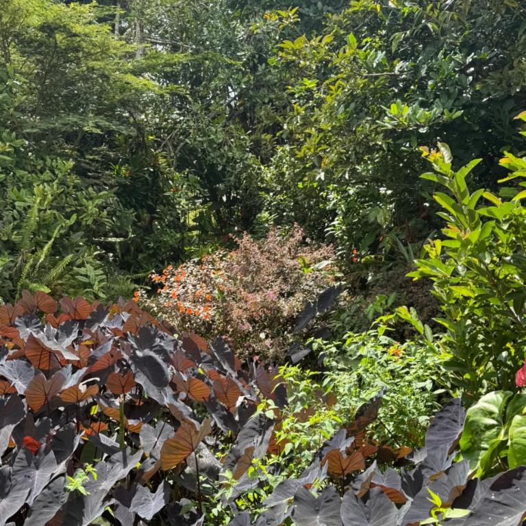 ecopolis hospedaje birding - Habitación Doble - 94