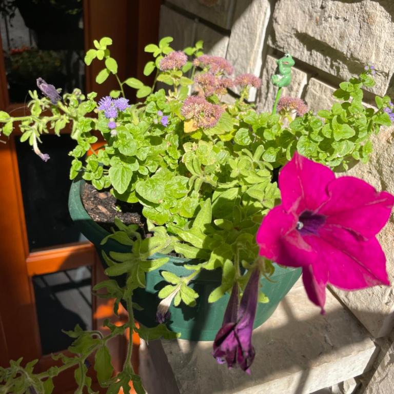 Apartment Lupo - Apartman - 23