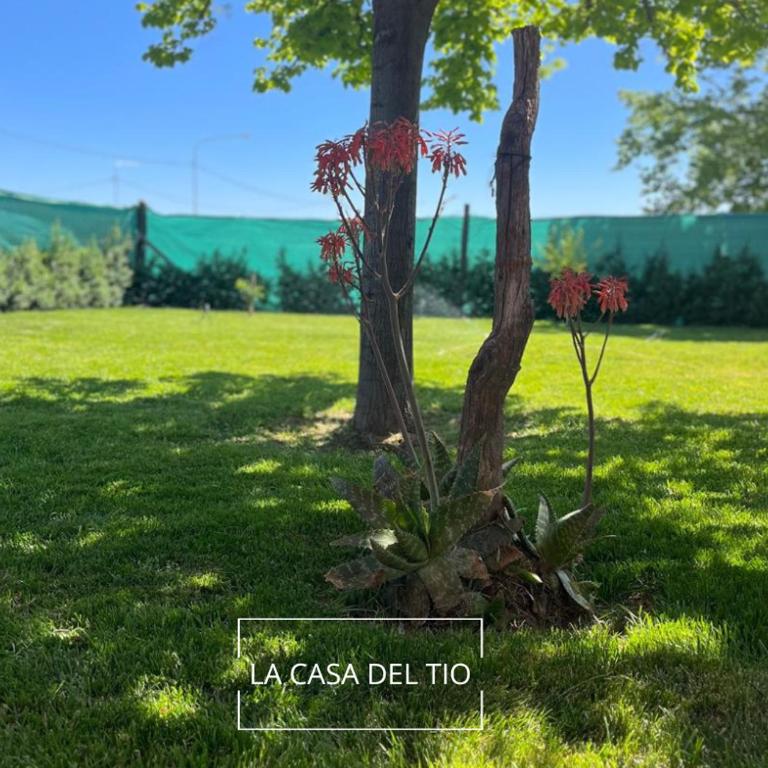 la house del Tio - Casa de 2 dormitorios - 17