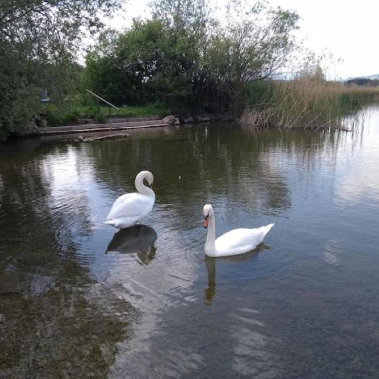 Ferienhof Endras direkt am See - Apartment mit 1 Schlafzimmer - 5