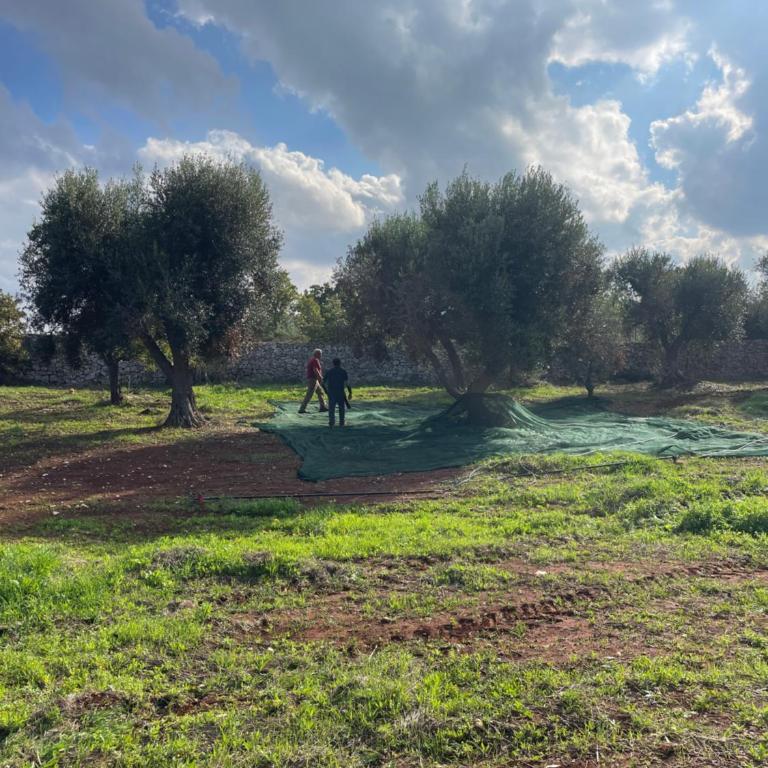 Trullo FICOLI - Villa - 6