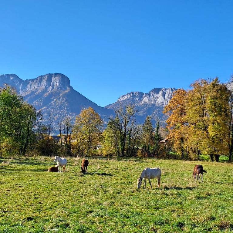 L'Appart des Grands Prés à Doussard entre Lac et Montagnes - Appartement 1 Chambre avec Balcon et Vue sur les Montagnes - 1